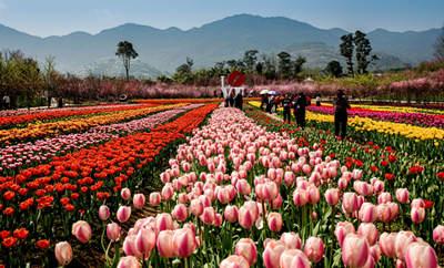 重慶墊江牡丹櫻花世界