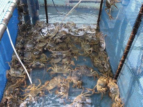 陽澄湖農(nóng)家樂旅游一日游，品蟹、游文化老街，賞文化名鎮(zhèn)