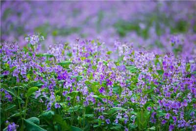 高郵清水潭 二月蘭02 高郵清水潭 二月蘭02