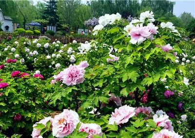 柏鄉(xiāng)牡丹園01 柏鄉(xiāng)牡丹園01