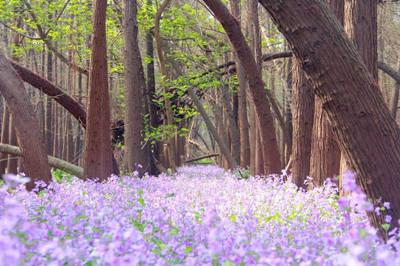 高郵清水潭 二月蘭01 高郵清水潭 二月蘭01