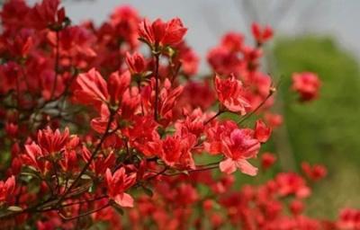 大圍山杜鵑花節(jié)01 大圍山杜鵑花節(jié)01