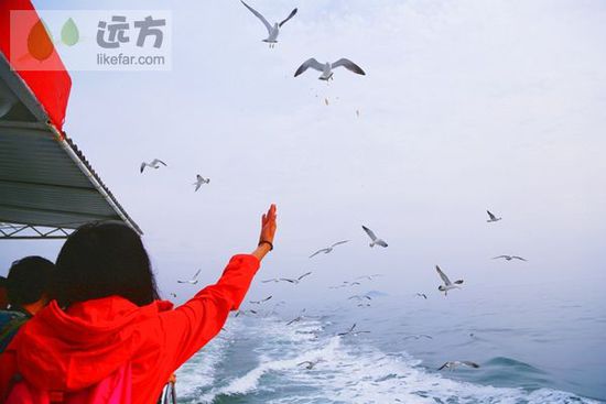 與萬只海鷗成為朋友 山東煙臺(tái)長(zhǎng)島自助游