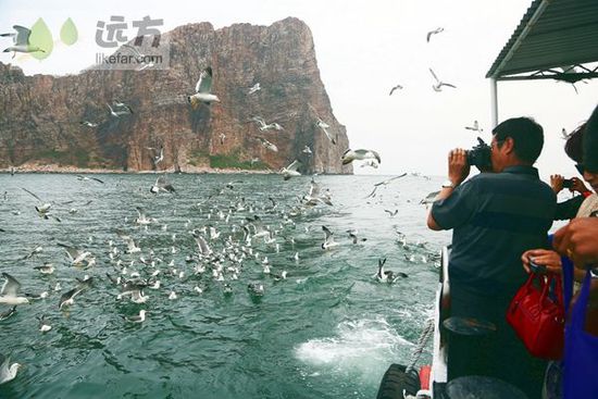 與萬只海鷗成為朋友 山東煙臺(tái)長(zhǎng)島自助游
