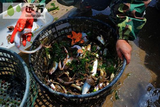 與萬只海鷗成為朋友 山東煙臺(tái)長(zhǎng)島自助游