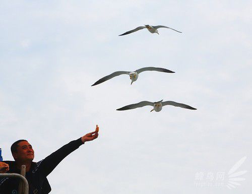 出海喂鳥吃海鮮 山東長(zhǎng)島讓你玩到爽 出海喂鳥吃海鮮 山東長(zhǎng)島讓你玩到爽
