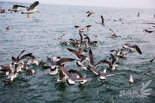 出海喂鳥吃海鮮 山東長(zhǎng)島讓你玩到爽 出海喂鳥吃海鮮 山東長(zhǎng)島讓你玩到爽