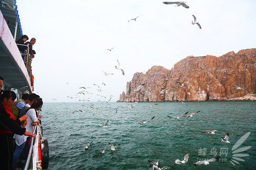 出海喂鳥吃海鮮 山東長(zhǎng)島讓你玩到爽 出海喂鳥吃海鮮 山東長(zhǎng)島讓你玩到爽