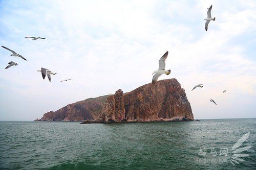 出海喂鳥吃海鮮 山東長(zhǎng)島讓你玩到爽