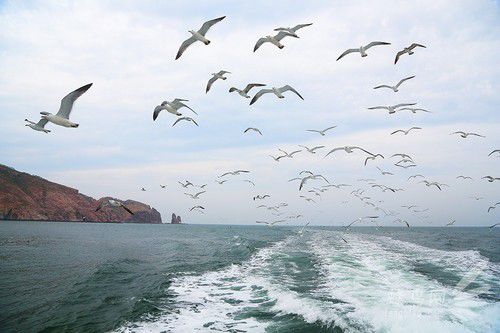 出海喂鳥吃海鮮 山東長(zhǎng)島讓你玩到爽 出海喂鳥吃海鮮 山東長(zhǎng)島讓你玩到爽