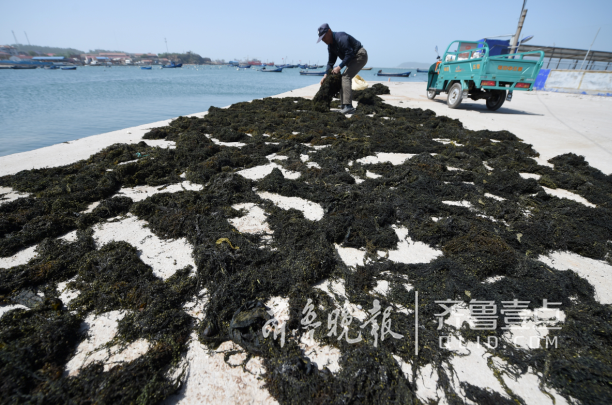 煙臺長島：“閑”下來的休漁期，船閑人不閑