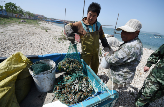 煙臺長島：“閑”下來的休漁期，船閑人不閑