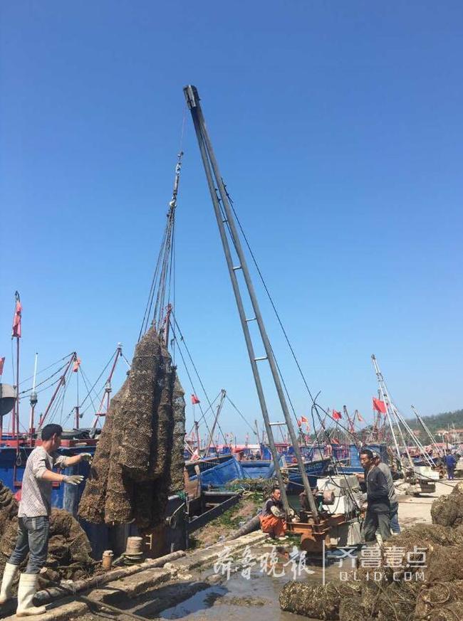 休漁人不休！長島開始扇貝收割加工!一天加工300萬斤