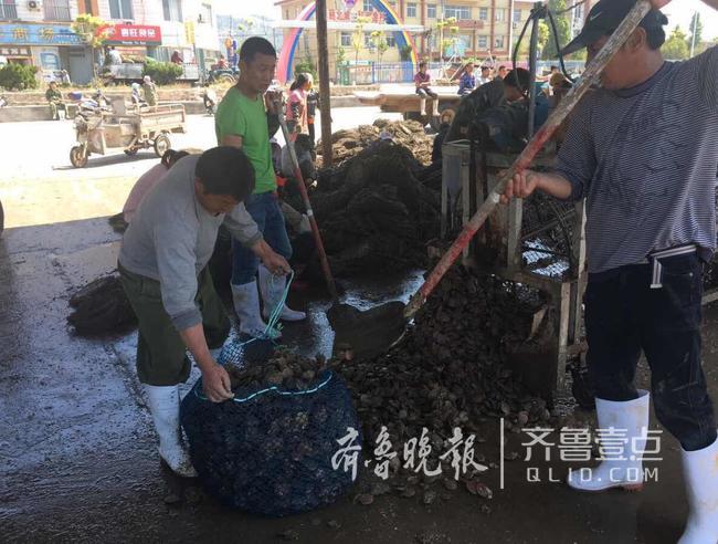 休漁人不休！長島開始扇貝收割加工!一天加工300萬斤