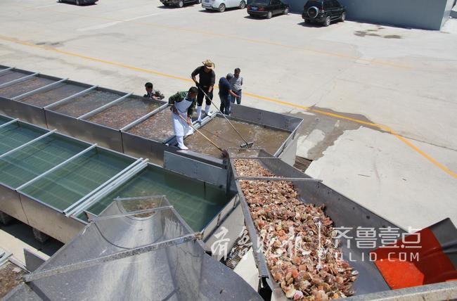 休漁人不休！長島開始扇貝收割加工!一天加工300萬斤