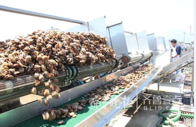 休漁人不休！長島開始扇貝收割加工!一天加工300萬斤