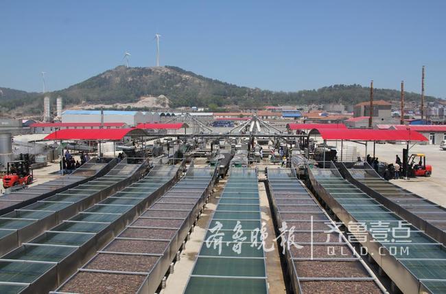 休漁人不休！長島開始扇貝收割加工!一天加工300萬斤