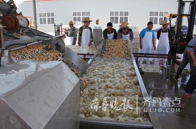 休漁人不休！長島開始扇貝收割加工!一天加工300萬斤