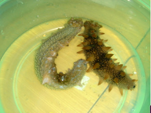 膠東游之海上仙山—長(zhǎng)島 - 長(zhǎng)島人 - 長(zhǎng)島我的家鄉(xiāng)