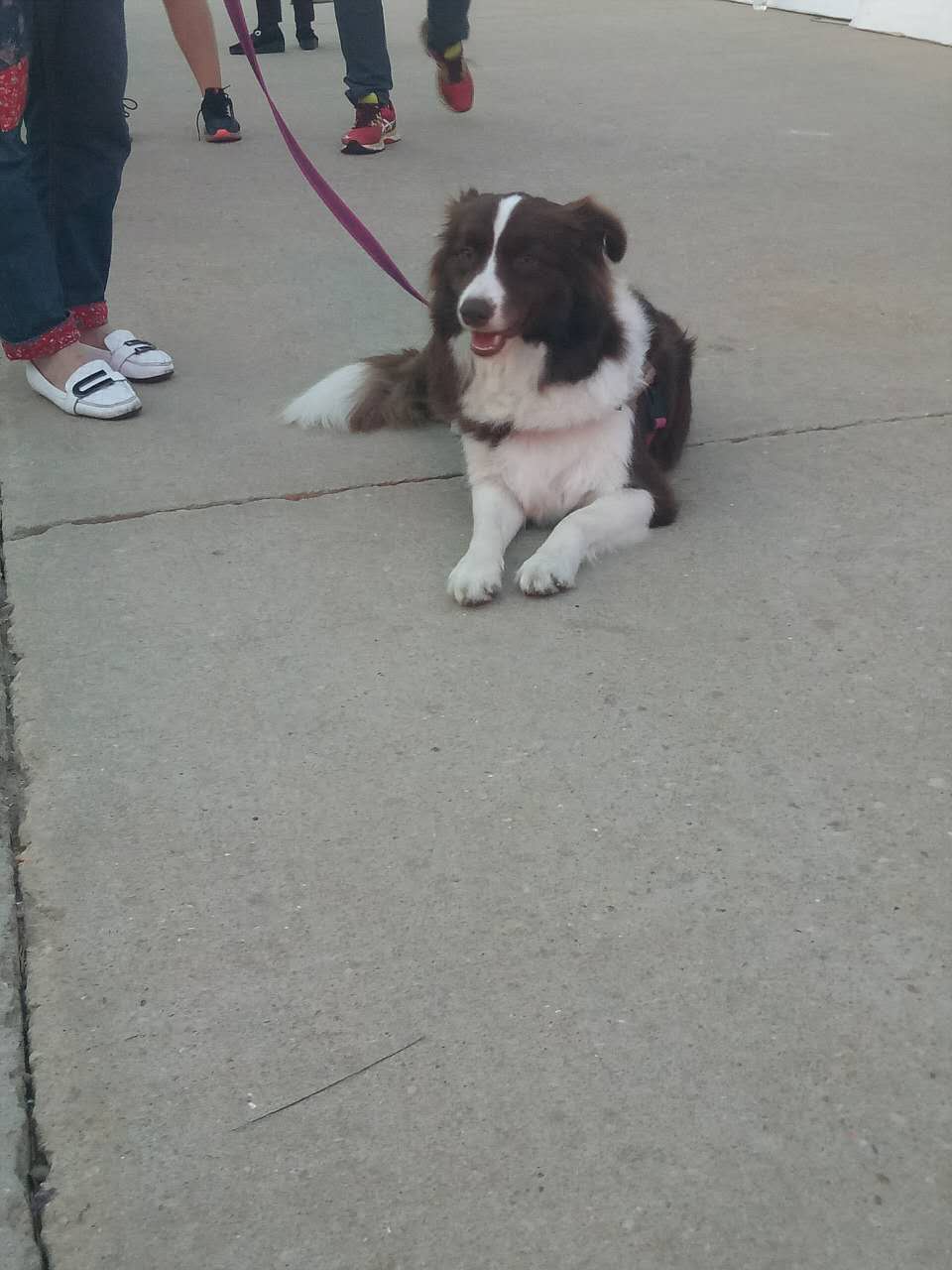 2017長(zhǎng)島環(huán)島馬拉松完美收官 五大亮點(diǎn)最得跑者心