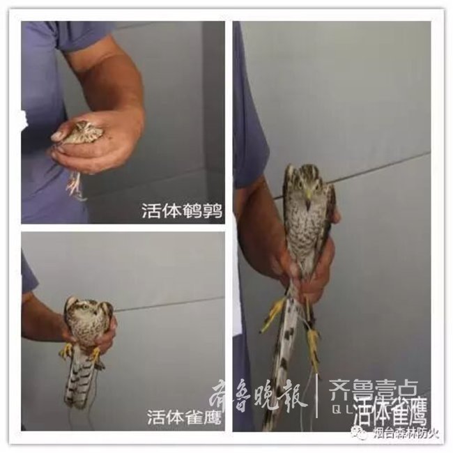 張網(wǎng)捕鳥,