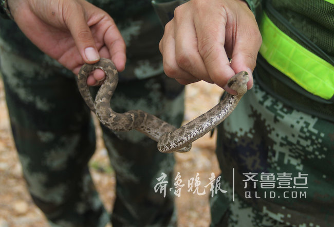 煙臺這座海島上蝮蛇成群，民警每天巡邏30公里