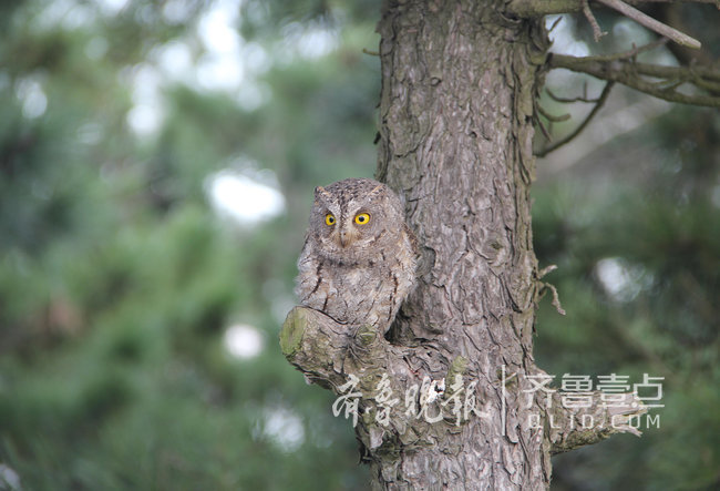 煙臺這座海島上蝮蛇成群，民警每天巡邏30公里