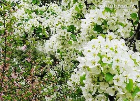 貴德梨花節(jié)開幕式 2015青海貴德梨花節(jié)