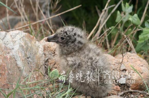 從產(chǎn)蛋到孵化，數(shù)萬(wàn)只黑尾鷗在這里繁育后代