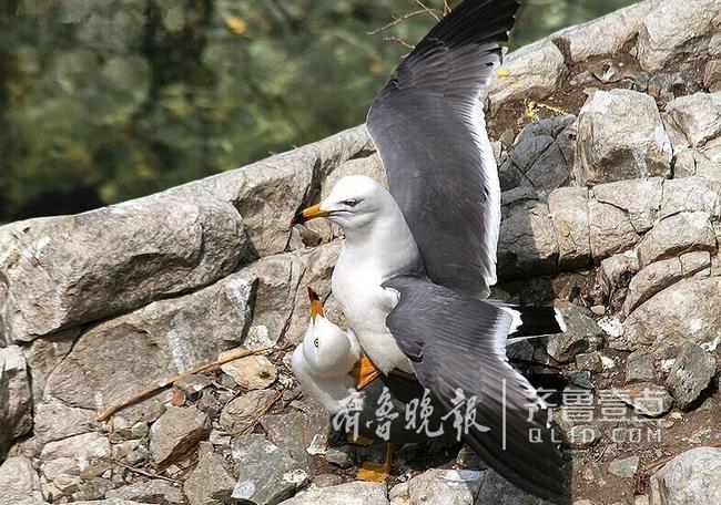 從產(chǎn)蛋到孵化，數(shù)萬(wàn)只黑尾鷗在這里繁育后代