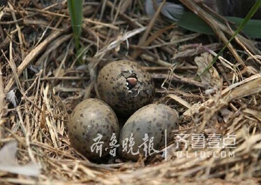 從產(chǎn)蛋到孵化，數(shù)萬(wàn)只黑尾鷗在這里繁育后代