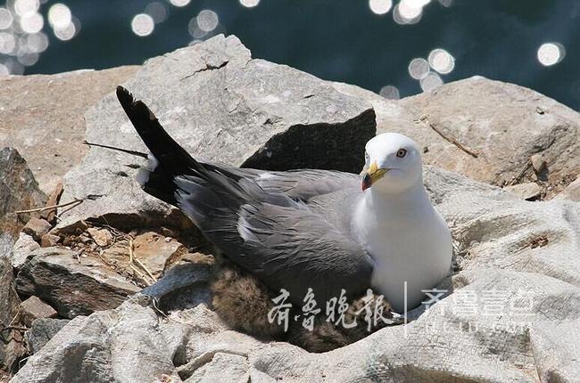 從產(chǎn)蛋到孵化，數(shù)萬(wàn)只黑尾鷗在這里繁育后代
