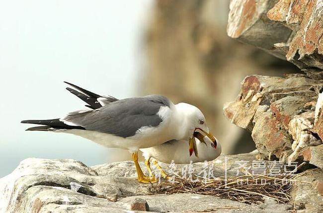 從產(chǎn)蛋到孵化，數(shù)萬(wàn)只黑尾鷗在這里繁育后代