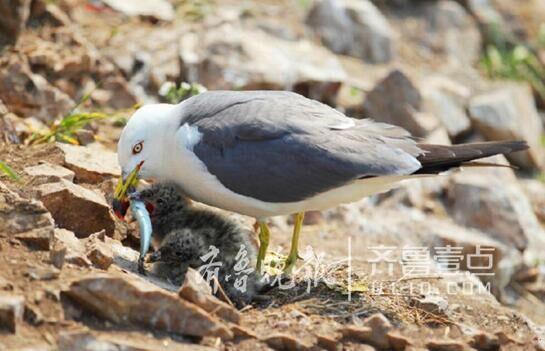 從產(chǎn)蛋到孵化，數(shù)萬(wàn)只黑尾鷗在這里繁育后代