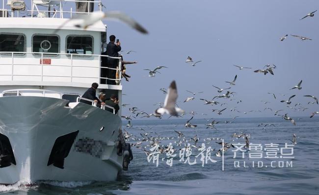 從產(chǎn)蛋到孵化，數(shù)萬(wàn)只黑尾鷗在這里繁育后代