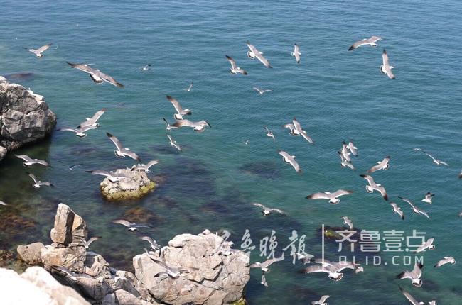 從產(chǎn)蛋到孵化，數(shù)萬(wàn)只黑尾鷗在這里繁育后代