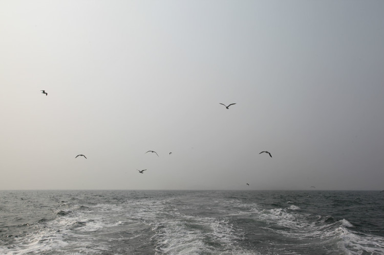 煙臺(tái) 蓬萊 長(zhǎng)島游 (一） - 山茱萸 - 我的博客