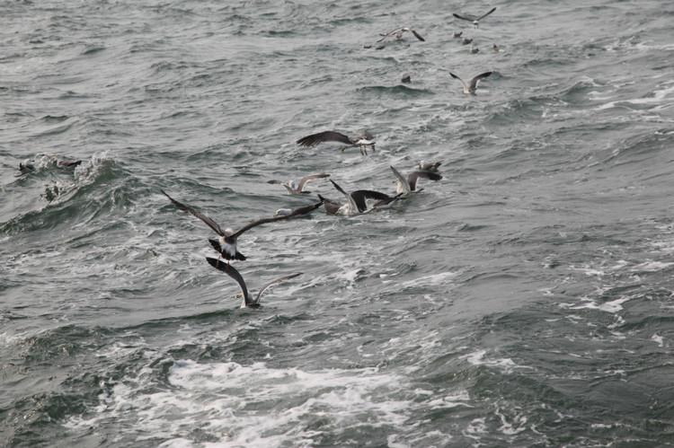 煙臺(tái) 蓬萊 長(zhǎng)島游 (一） - 山茱萸 - 我的博客