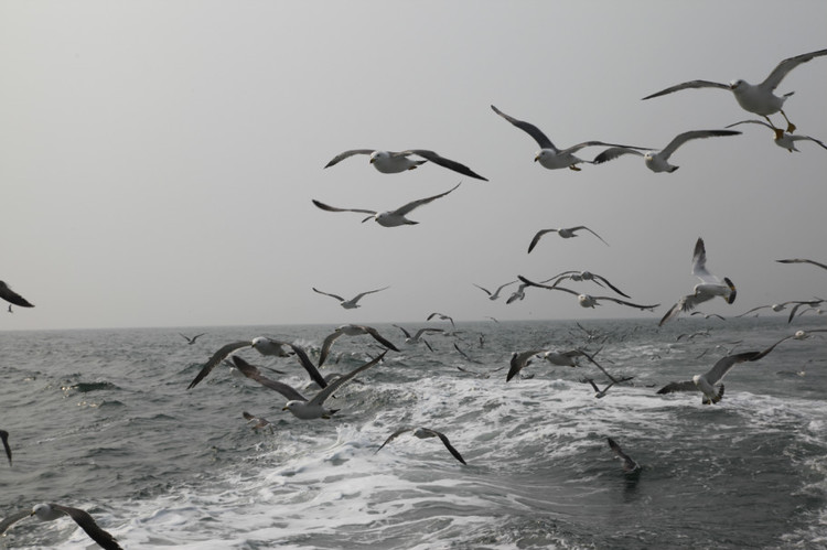 煙臺(tái) 蓬萊 長(zhǎng)島游 (一） - 山茱萸 - 我的博客