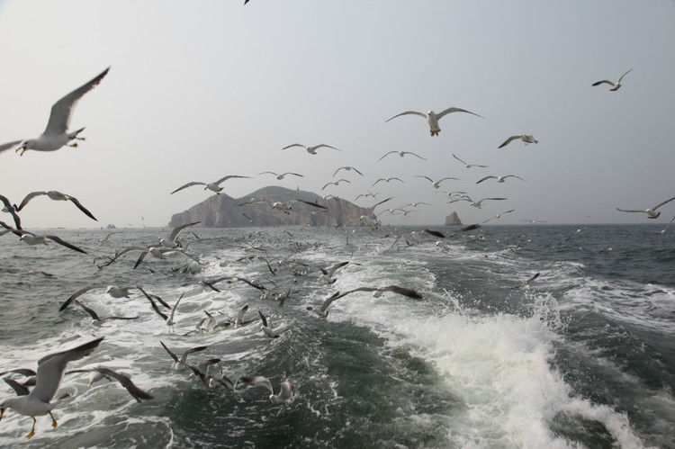 煙臺(tái) 蓬萊 長(zhǎng)島游 (一） - 山茱萸 - 我的博客