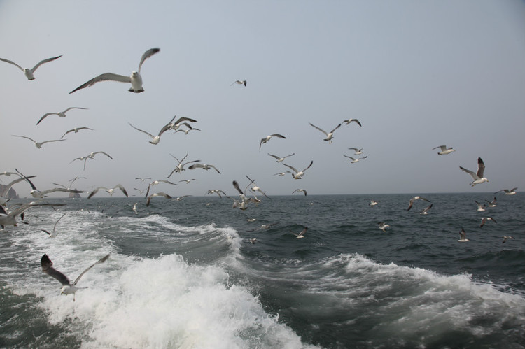 煙臺(tái) 蓬萊 長(zhǎng)島游 (一） - 山茱萸 - 我的博客