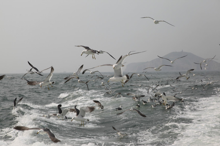 煙臺(tái) 蓬萊 長(zhǎng)島游 (一） - 山茱萸 - 我的博客