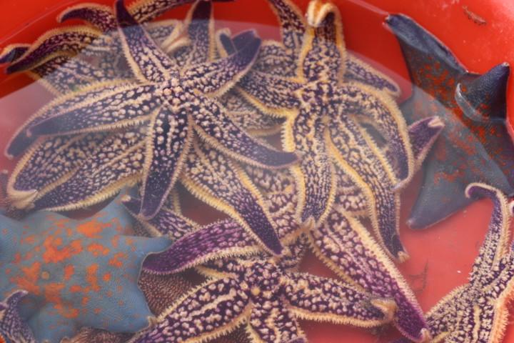 無(wú)與倫比的美味：長(zhǎng)島國(guó)際度假區(qū)的海鮮盛宴 - 西園的貓 - 風(fēng)從海面吹過(guò)來(lái)