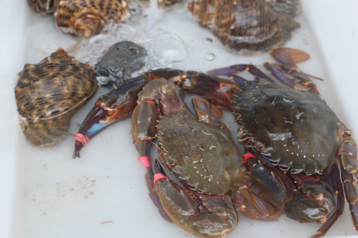 無(wú)與倫比的美味：長(zhǎng)島國(guó)際度假區(qū)的海鮮盛宴 - 西園的貓 - 風(fēng)從海面吹過(guò)來(lái)