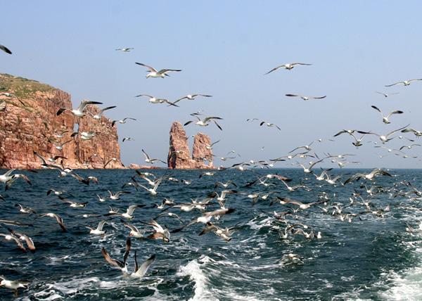 長(zhǎng)島萬(wàn)鳥(niǎo)島景區(qū)