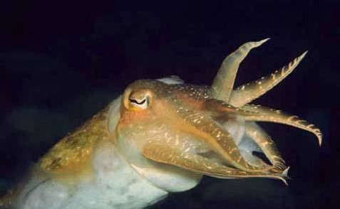 長(zhǎng)島烏賊