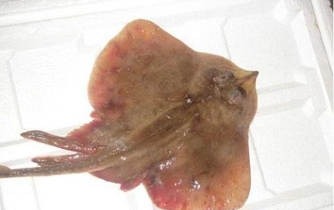 長(zhǎng)島老板魚