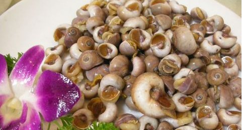 長(zhǎng)島玉螺