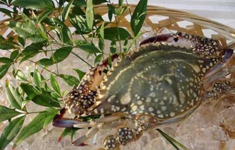 長(zhǎng)島梭子蟹