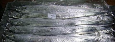 長島帶魚